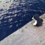 Where's the fish?